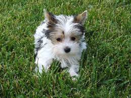 Welcome to it's parti time for yorkies! Akc Registered Male Parti Yorkies For Sale In Indianapolis Indiana Classified Americanlisted Com