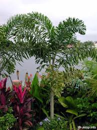 Image result for Wodyetia