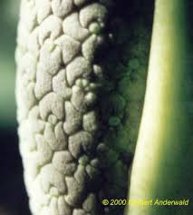 Image result for Stylochaeton puberulus