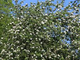 Check spelling or type a new query. Herbstapfel Gelbe Schleswiger Renette Malus Gelbe Schleswiger Renette Baumschule Horstmann