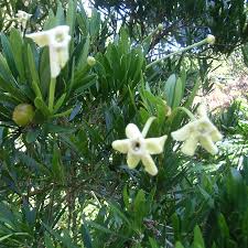 Image result for Brunfelsia