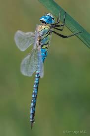 Black Book Winds Of Change Bug Aeshna Affinis Beautiful Bugs Dragonfly Bugs And Insects