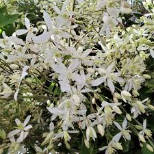 Image result for Clematis recta atropurpurea