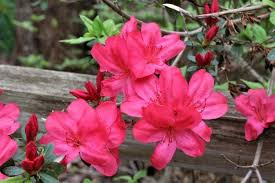 Evergreen Azaleas For Alabama Alabama Cooperative Extension System