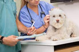 Veterinary Assistant Job Description Healthcare Salary World