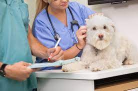 Our veterinary clinics are interested in hiring a veterinary assistant to assist in the care of our animal patients (dogs and cats). Veterinary Assistant Job Description Healthcare Salary World