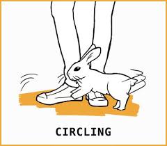 If anyone has twitch prime (or amazon prime) you can claim void bastards! Rabbit Body Language An Illustrated Guide