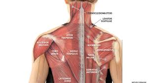 Shoulder anatomy is made up primarily of bones, muscles, ligaments, nerves and blood vessels. Yoga Anatomy Yoga For Neck Pain And Neck Tension