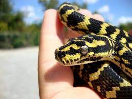 Baby Jungle Carpet Python What My Snake Looked Like When He Was A Baby Snake Animals Breeds