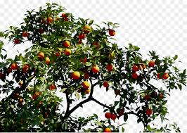 Family tree produce offers its customers the finest quality in fresh fruit and vegetables from around the world. Family Tree Background Png Download 2031 1440 Free Transparent Bitter Orange Png Download Cleanpng Kisspng
