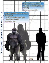 Check spelling or type a new query. What Is The Average Size Of A Silverback Gorilla Primates Park