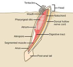 It keeps track of application data, performs validations on data and provides a. Notochord Definition Function And Structure Biology Dictionary