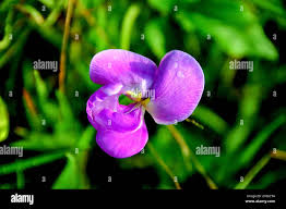 Image result for Vigna vexillata