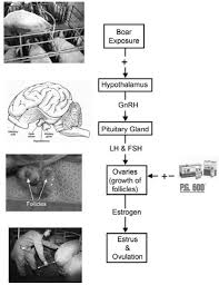 Synchronization Of Estrus In Swine Pork Information Gateway