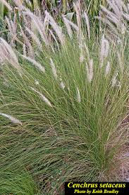 Image result for Cenchrus trisetus