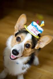 A wish for their special day | happy birthday images. 15 Corgis In Party Hats Ideas Corgi Welsh Corgi Corgi Dog