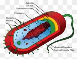 Toddlers gain knowledge of in different ways and interesting them with coloring, drawing, exercises and puzzles surely enables them grow. Animal Cell Diagram Without Labels Cell Biology Png Clipart 205984 Pinclipart