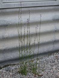 Image result for Oldfieldia