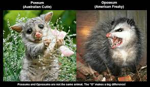 Coming up at 4am et. Opossum Vs Possum No More Confusion Pest Wiki