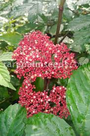 Image result for Leea