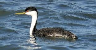 Identification Birds Of Western Washington State Western Grebe Des Moines Marina Des Moines Wa 11 13 2016 Bird Life List Westerns Ornithology
