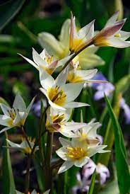 Not Found Botanical Tulip Bulb Flowers Tulips