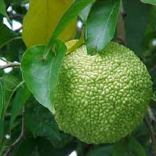 Osage Orange Maclura Pomifera 20 Seeds Plants Hedge Apples Trees To Plant