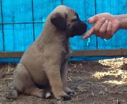 The Turkish Boz Shepherd Is Very Intelligent And House Trains Quickly Nbsp As With All Puppies Consistency I Family Protection Dogs Dogs Working Dogs Breeds