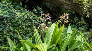 Image result for Phaius