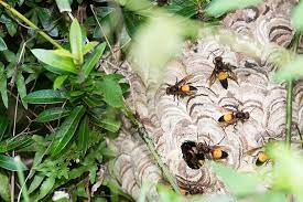 Mulai dari cara hidup, makanan, dan. Sengatannya Bisa Berbahaya Ayo Kenali Perilaku Tawon Vespa Affinis Semua Halaman Bobo