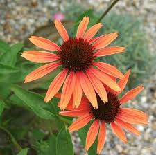 Big Sky Sundown Echinacea Plant Plants Perennials Low Maintenance Echinacea