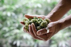 How to Legally Invest in Marijuana Companies