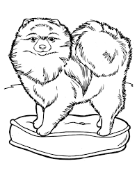 Meanwhile, i'd love any feedback on these free printable coloring pages for adults, so that i can improve for next time! Chow Chow Is On The Pillow Coloring Pages Dog Coloring Pages Coloring Pages For Kids And Adults