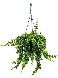 Lobbianus), also called the lipstick plant or basket vine, is native to the himalayas and rain forests of malaysia. Aeschynanthus Rasta Ampel 15 13 Erdkultur Kaufen Nieuwkoop Europe