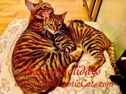 Maybe you would like to learn more about one of these? Urban Exotic Bengals Toygers Home Facebook