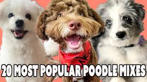 Check out our poodle doodle selection for the very best in unique or custom, handmade pieces like doodle.com, but p2p because it's powered by dat. 20 Most Popular Poodle Mixes That Should Not Shed If You Have Allergies Youtube