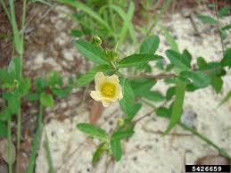 Image result for Sida rhombifolia