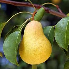 Full sun • water requirements: Chinese Mormon Apricot Trees For Sale Fastgrowingtrees Com