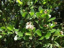 Image result for Syzygium rowlandii