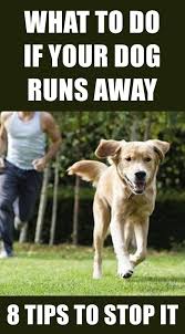 How To Stop Your Dog From Running Away Dog Training Dogs Dog Runs