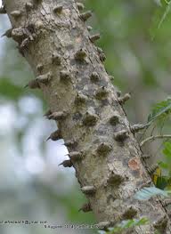 Image result for Caesalpinia sappan