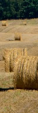 Usługi ekosystemowe w zarządzaniu układami przyrodniczymi