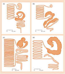 Examples of hindgut fermenters are horses, koalas. Mutualisms Involving Gut Inhabitants Species Richness