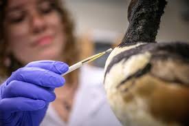 To the salon! 🦜 Earlier this year, students gave a few of the Museum of  Biodiversity's taxidermied specimens a much-needed makeover. By “painting”  birds with powdered pigment, Sophia Daly '24 and Aisling