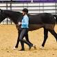 3-Day Horsemanship & Liberty Workshop with Kathy Baar