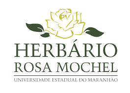 Image result for Justicia fittonioides