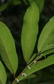Image result for Casearia gladiiformis