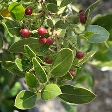Image result for Rhamnus