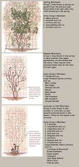 We did not find results for: Pruning Clematis Finegardening Clematis Trellis Clematis Garden Vines