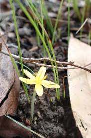 Image result for Curculigo